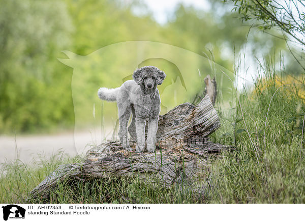 standing Standard Poodle / AH-02353