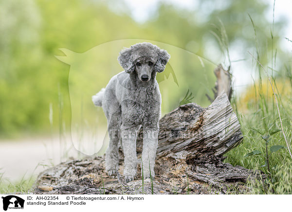 standing Standard Poodle / AH-02354