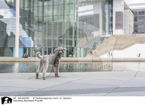 standing Standard Poodle / AH-02359