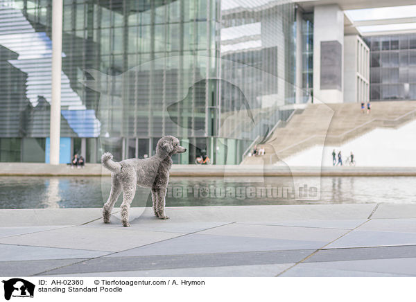 standing Standard Poodle / AH-02360