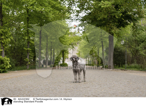 standing Standard Poodle / AH-02362