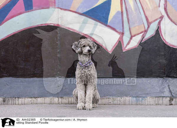 sitting Standard Poodle / AH-02365