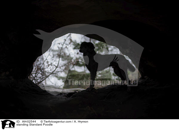 stehender Kleinpudel / standing Standard Poodle / AH-02544
