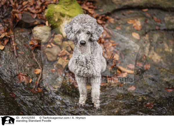 standing Standard Poodle / AH-02550