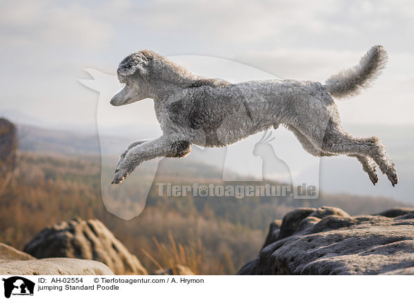 jumping Standard Poodle / AH-02554
