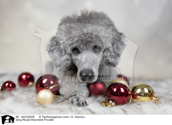 lying Royal Standard Poodle / AH-02655