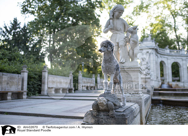 Kleinpudel / Royal Standard Poodle / AH-02670