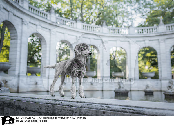 Kleinpudel / Royal Standard Poodle / AH-02672
