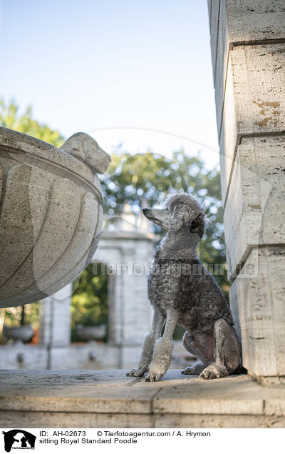 sitzender Kleinpudel / sitting Royal Standard Poodle / AH-02673