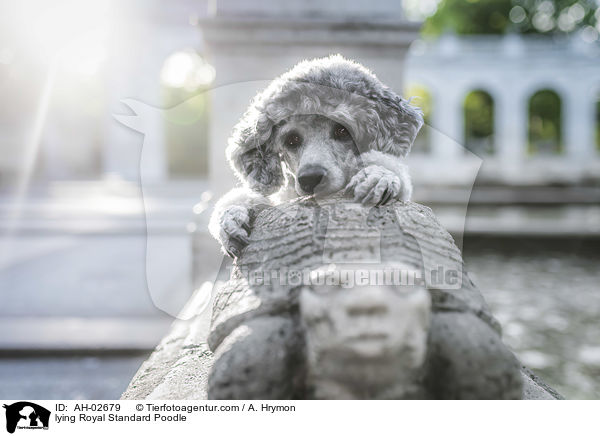 liegender Kleinpudel / lying Royal Standard Poodle / AH-02679