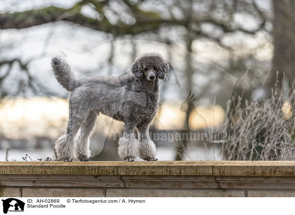 Standard Poodle / AH-02869