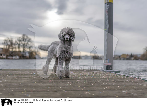 Kleinpudel / Standard Poodle / AH-02874