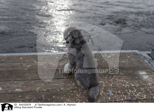 sitzender Kleinpudel / sitting Standard Poodle / AH-02876