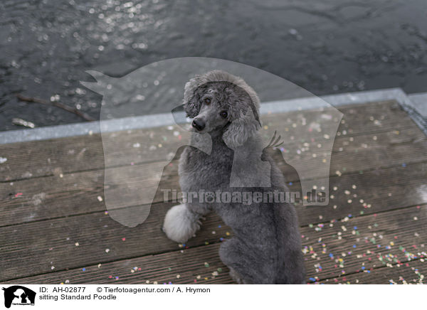 sitting Standard Poodle / AH-02877