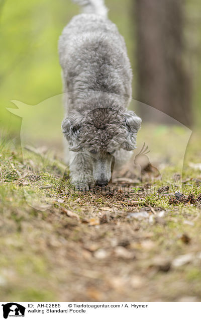 walking Standard Poodle / AH-02885
