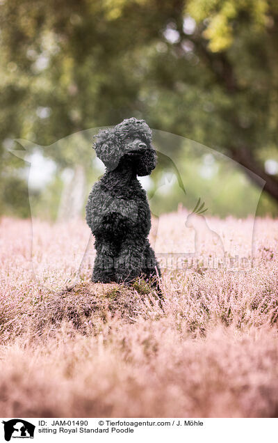 sitting Royal Standard Poodle / JAM-01490