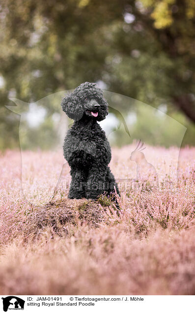 sitzender Kleinpudel / sitting Royal Standard Poodle / JAM-01491