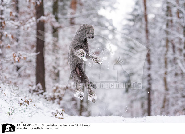 standard poodle in the snow / AH-03503