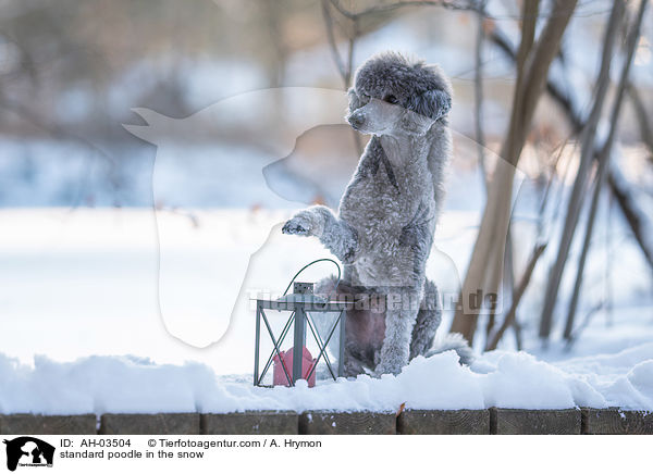 standard poodle in the snow / AH-03504