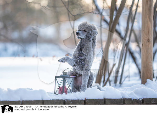 standard poodle in the snow / AH-03505