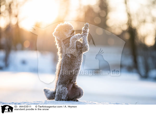 standard poodle in the snow / AH-03511