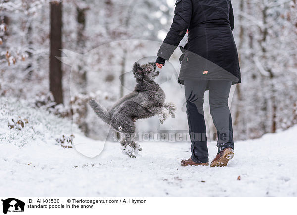 Kleinpudel im Schnee / standard poodle in the snow / AH-03530