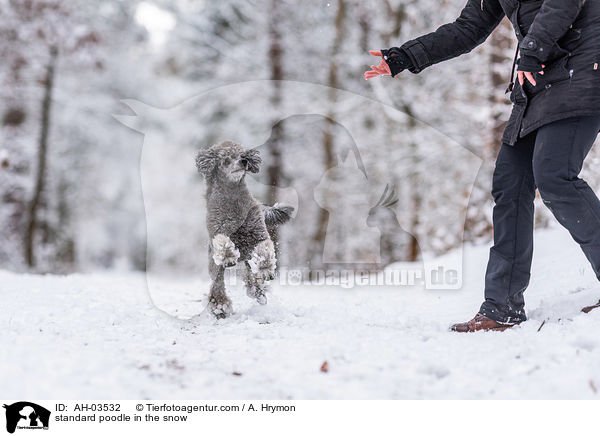 Kleinpudel im Schnee / standard poodle in the snow / AH-03532