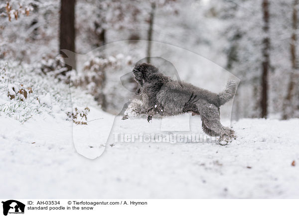 standard poodle in the snow / AH-03534