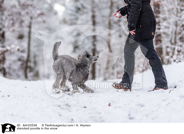 standard poodle in the snow / AH-03536