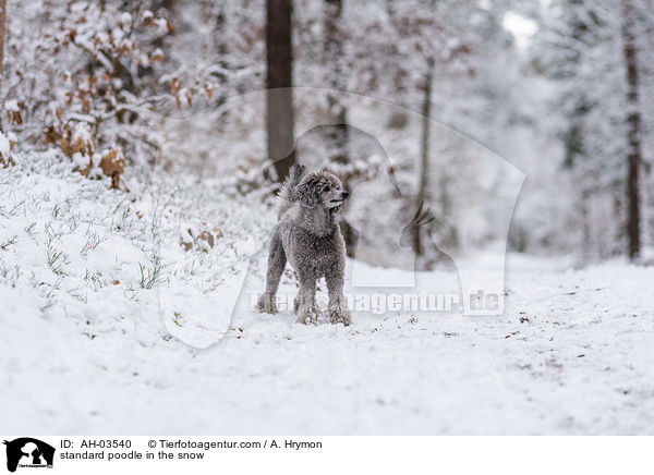 standard poodle in the snow / AH-03540