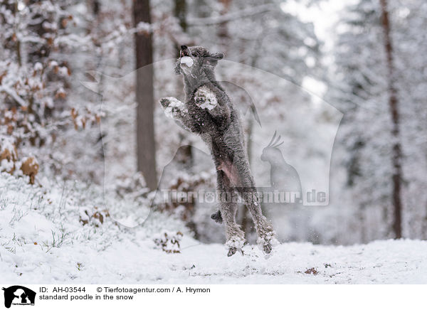 standard poodle in the snow / AH-03544