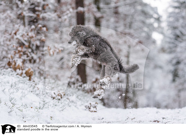 standard poodle in the snow / AH-03545
