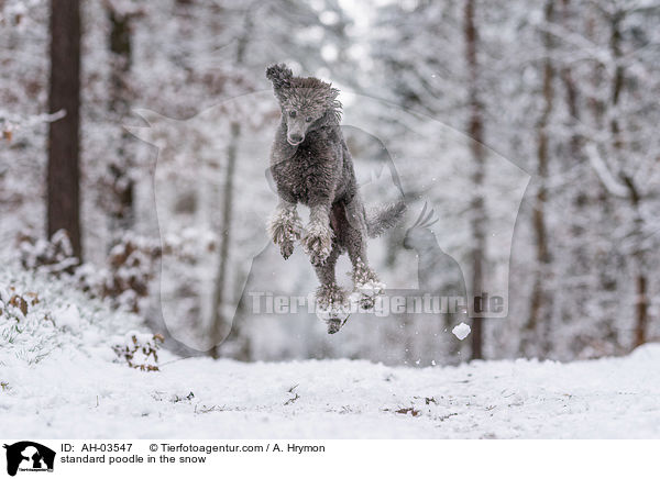 standard poodle in the snow / AH-03547