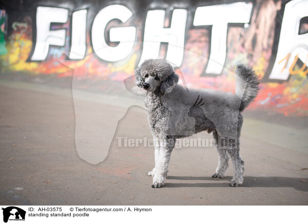 stehender Kleinpudel / standing standard poodle / AH-03575