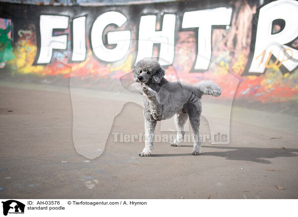Kleinpudel / standard poodle / AH-03576