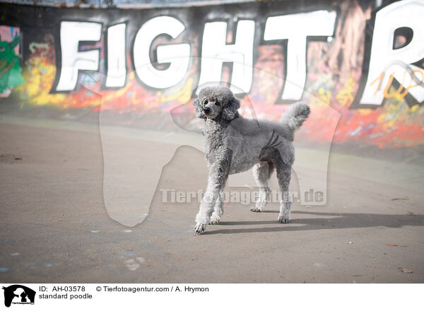 Kleinpudel / standard poodle / AH-03578