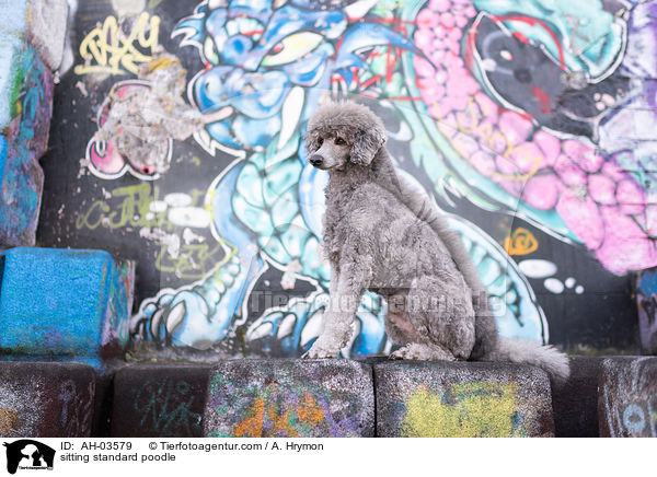sitzender Kleinpudel / sitting standard poodle / AH-03579