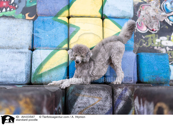 Kleinpudel / standard poodle / AH-03587