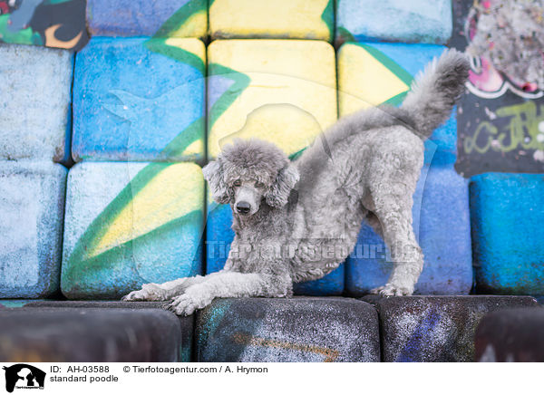 Kleinpudel / standard poodle / AH-03588