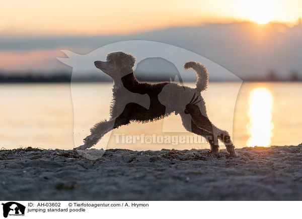jumping standard poodle / AH-03602