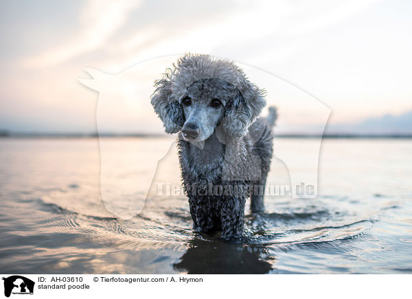 standard poodle / AH-03610