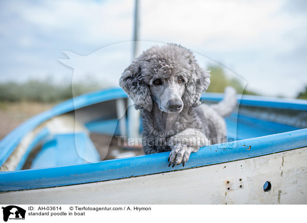 Kleinpudel im Boot / standard poodle in boat / AH-03614