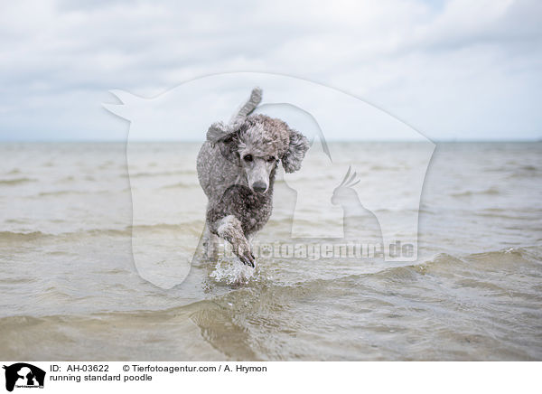 running standard poodle / AH-03622