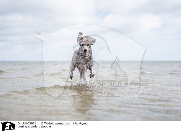 running standard poodle / AH-03624