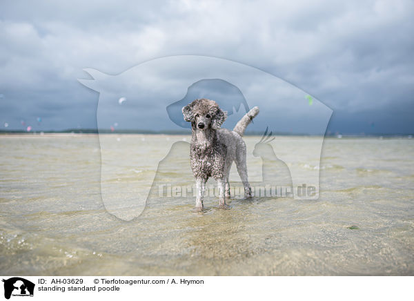 standing standard poodle / AH-03629