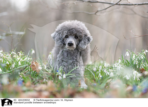 Kleinpudel zwischen Schneeglckchen / standard poodle between snowdrops / AH-03632