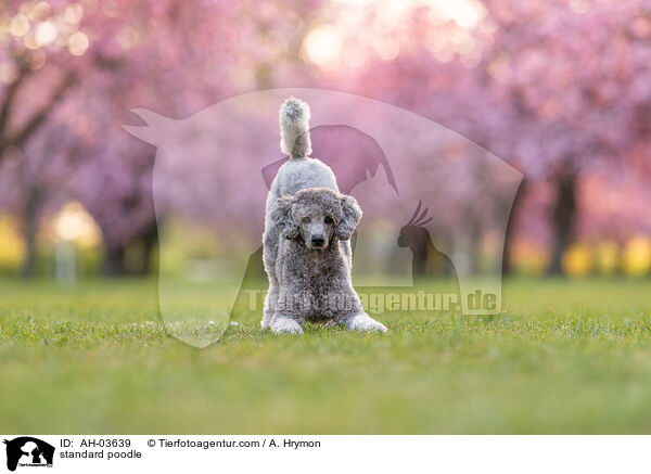 standard poodle / AH-03639
