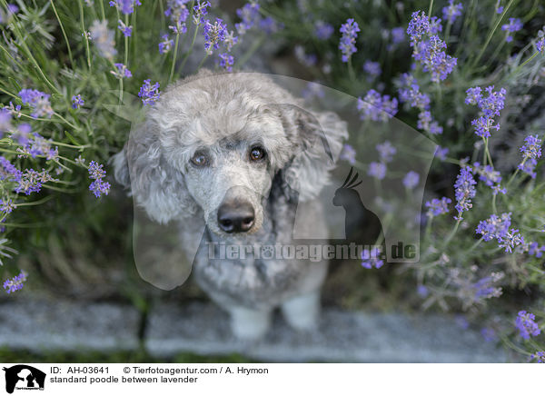 standard poodle between lavender / AH-03641