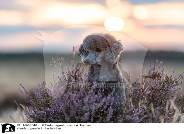 Kleinpudel in der Heide / standard poodle in the heather / AH-03648