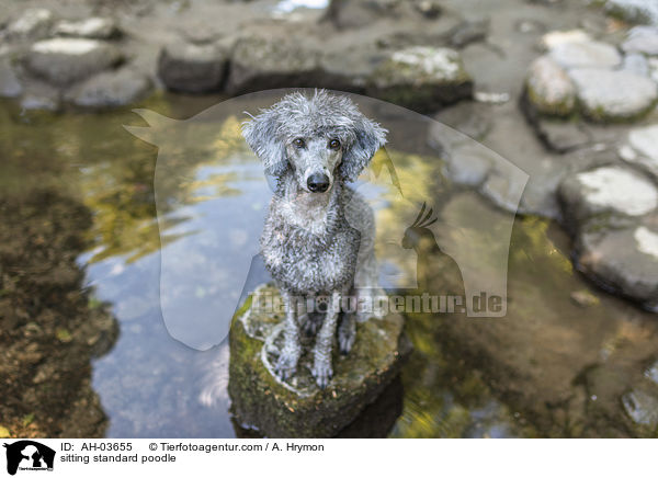 sitting standard poodle / AH-03655